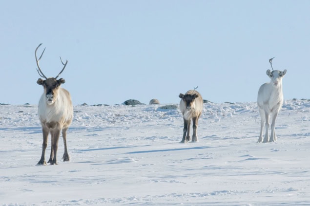 Three reindeer in Arctic snow