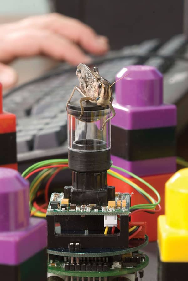 A locust perched on a robot