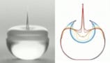 Evolution of a jumping droplet