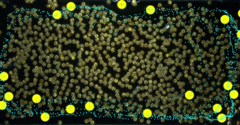 Magnetic microrobot swarm