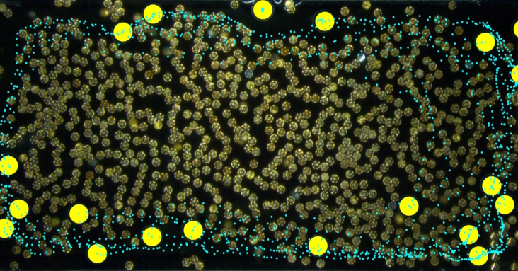 Magnetic microrobot swarm
