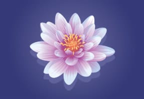 illustration of a water lily