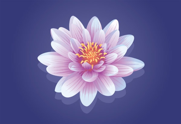 illustration of a water lily