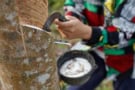Worker using a tool to cut a channel in a rubber tree's trunk to direct the flow of latex into a collecting bowl tied to the tree