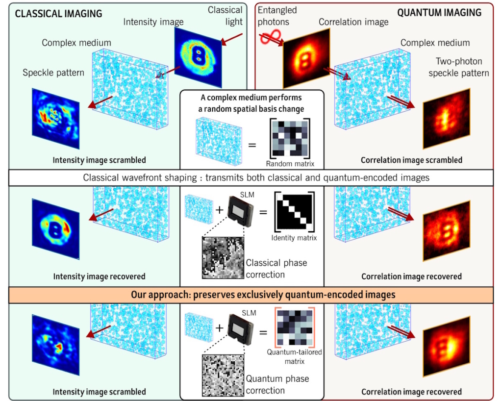 Entangled photons open up potential applications of anti-scattering ...