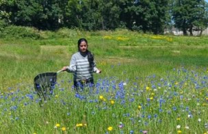 First author Linta Antony collecting insects