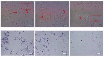 Effects of decoupled electrical and thermal fields on cell morphology and viability