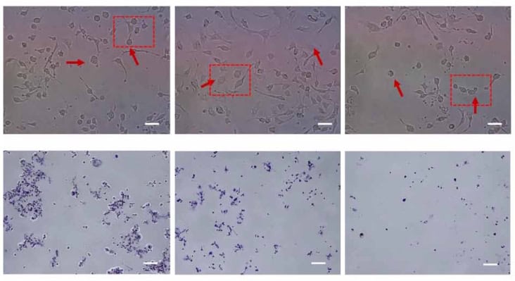 Effects of decoupled electrical and thermal fields on cell morphology and viability