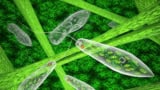 Euglena green and ciliate in the natural environment