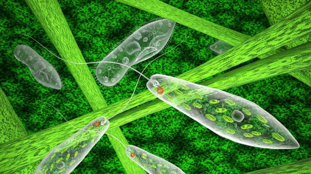 Euglena green and ciliate in the natural environment