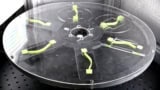 A still from a video showing six flexible strips of material on a wheel. When the wheel spins, the strips of material snap into left-bent or right-bent configurations depending on the dynamics of the spin.