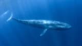 Pygmy blue whale