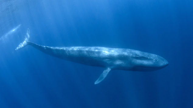 Pygmy blue whale