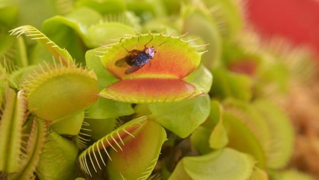 Photo of an insect in a Venus flytrap