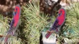 Bird motifs coloured using the new photonic glass