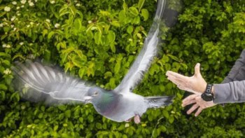 Photo of a homing pigeon being released