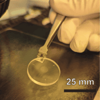 Photo of a person's gloved hand using tweezers to hold a transparent disk that contains a greyish circle 6 mm across, as shown by a 25 mm scale bar superimposed on the photo