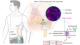 Sonogenetic cardiac pacing
