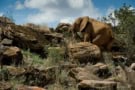 Elephant climbing a hill
