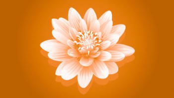 water lily illustration