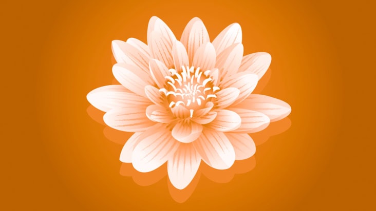 water lily illustration