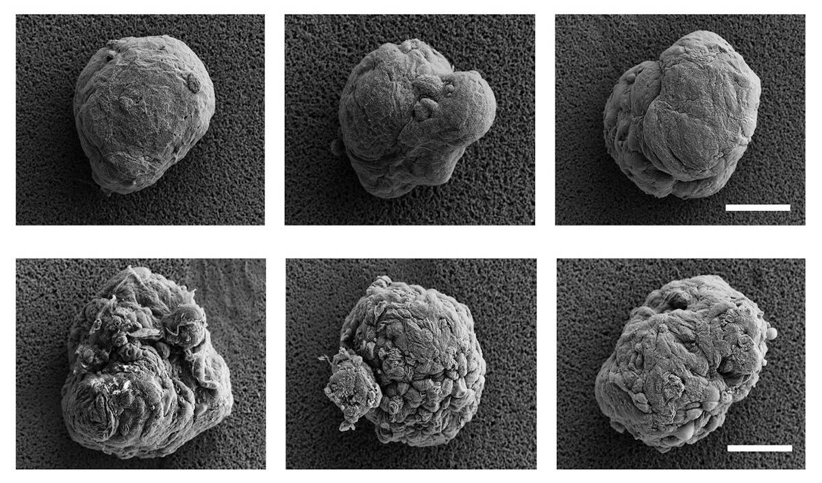 Uncoated and coated cell clusters