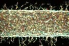 Illustration of artificial blood vessel