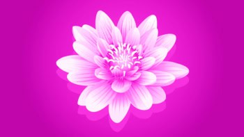 pink illustration of a flower