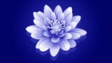 illustration of a lily