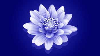 illustration of a lily