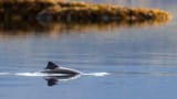 Harbour porpoise breaching the surface in a Norwegian fjord