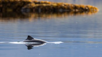 Harbour porpoise breaching the surface in a Norwegian fjord