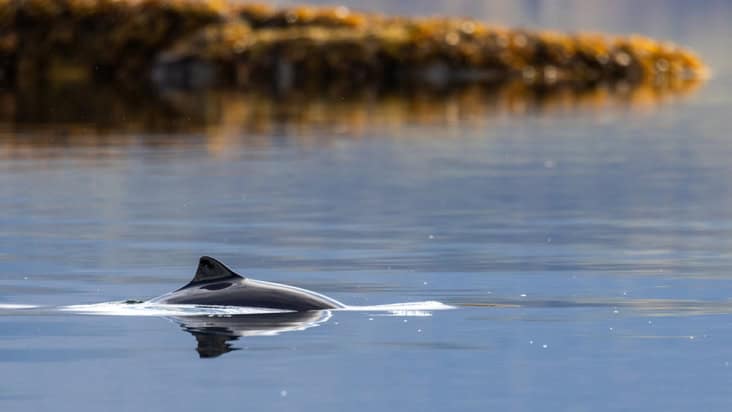 Harbour porpoise breaching the surface in a Norwegian fjord