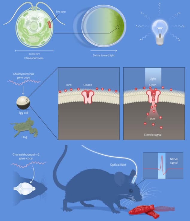 Prize-winning optogenetics research