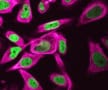 Microscopy image showing elongated green blobs surrounded by wisps of purple
