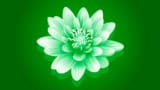 Illustration of a lily